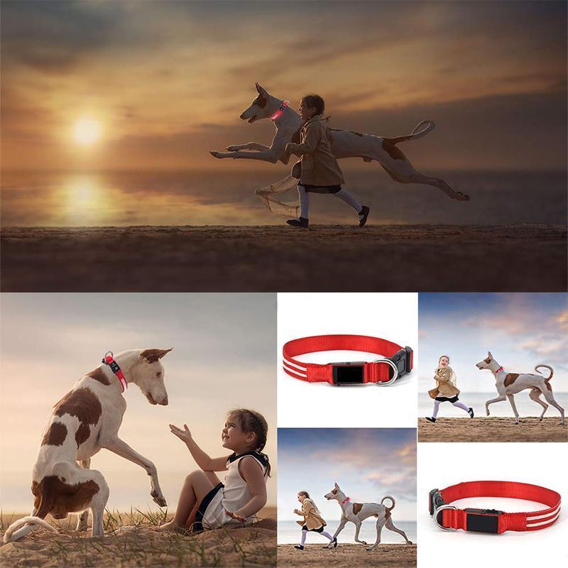 DogShine™ | LED collars for dogs