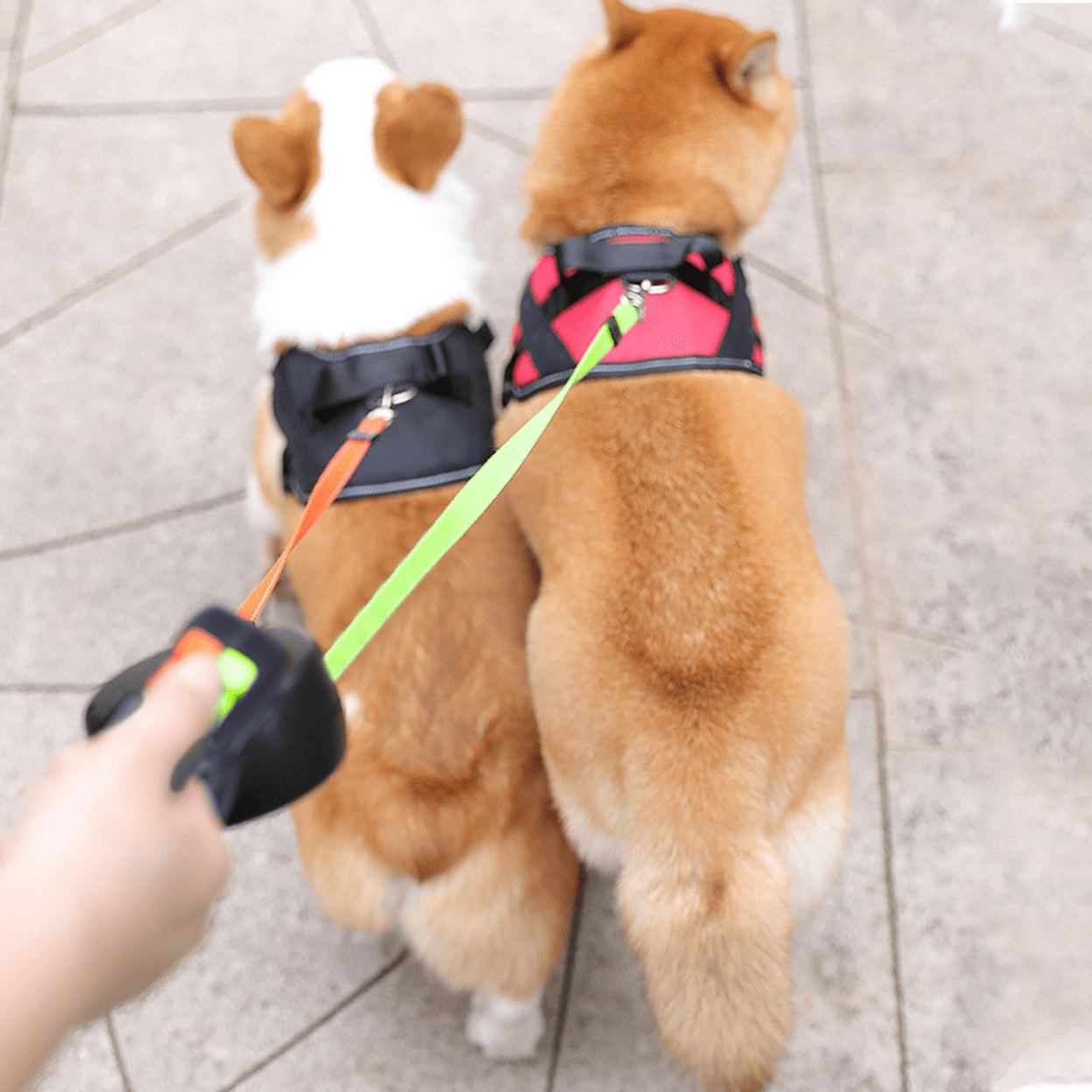 50% DISCOUNT | LumiPup - Double Wrap Dog Leash with Flashlight [Last Day Discount]