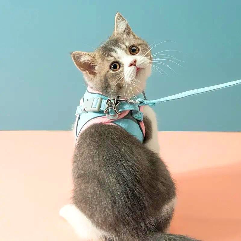 1+1 FREE | Supreme Cat Belt™ - Soft and stylish cat harness!