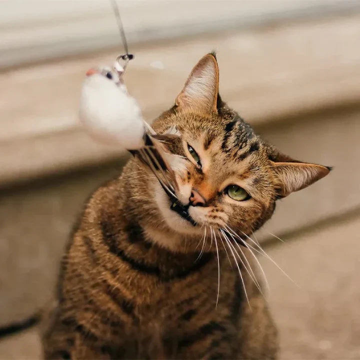 MeowFeather Toy™ - Interactive cat toy with feathers - 1+1 FREE
