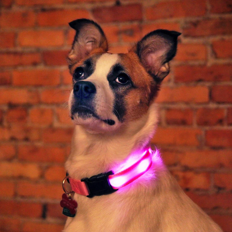 DogShine™ | LED collars for dogs